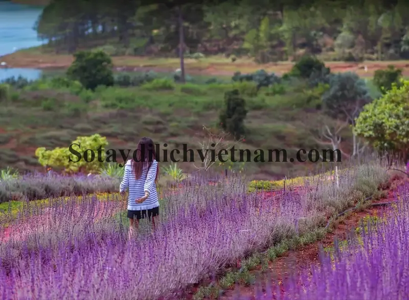 Địa điểm du lịch Đà Lạt nổi tiếng. Du lịch Đà Lạt nên đi đâu check in? Khu du lịch Lavender